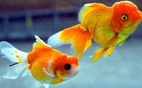 �ҵĶ������ѽ������꼶����