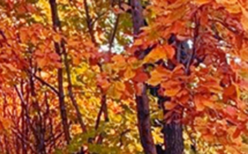 描写初冬黄昏景色的句子