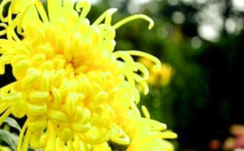 (热)小学生菊花作文