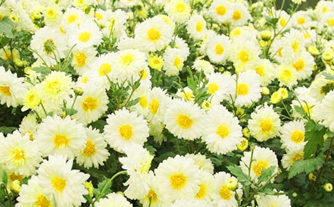 描写菊花的句子