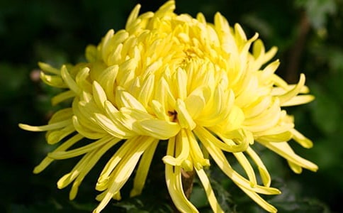 �����š��ջ��۲��ռ�15ƪ