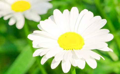 菊花的唯美句子