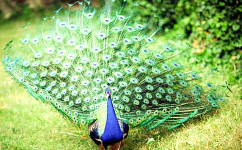 ��ȸ��Сѧ���ĺϼ�ʮƪ