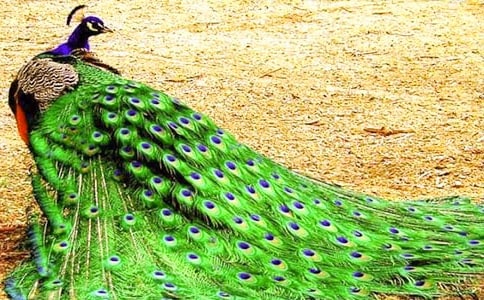 ��ȸ��Сѧ���Ļ��ܾ�ƪ