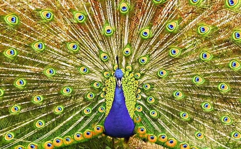 ��ȸ��Сѧ���Ļ���10ƪ