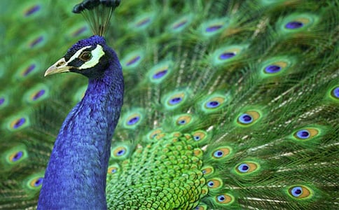 ���ڿ�ȸ��Сѧ������ƪ