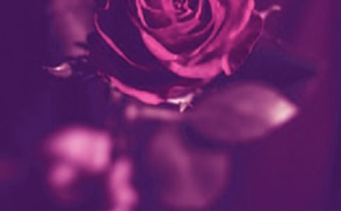 浪漫传说的语录汇编40条