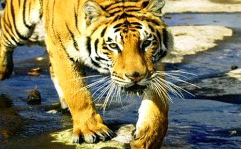 老虎哈雷的读后感