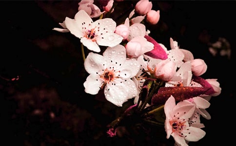 看梨花小学作文