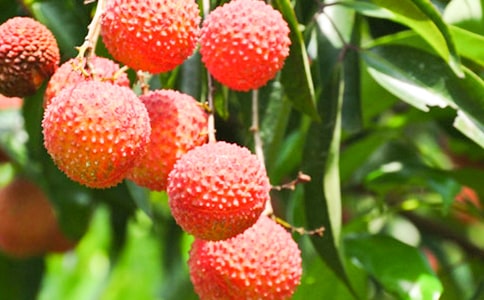 《荔枝》读后感8篇