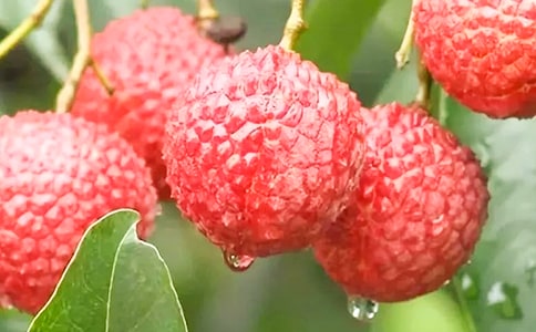 ����ѡ������������֦�������