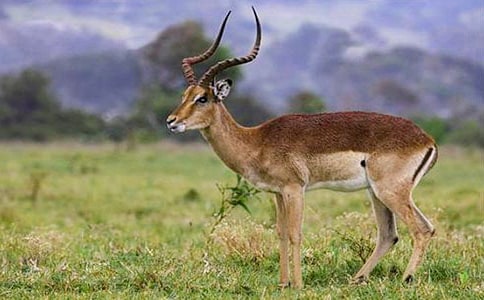 ��������Ĺ�ݡ������14ƪ