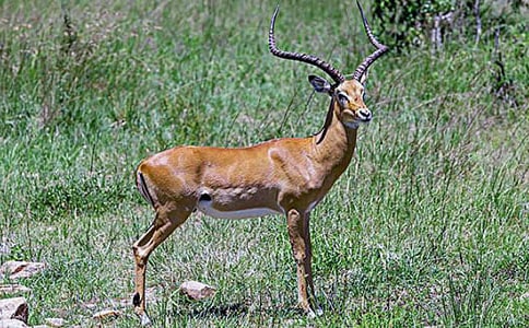 《羚羊木雕》读后感(集合15篇)