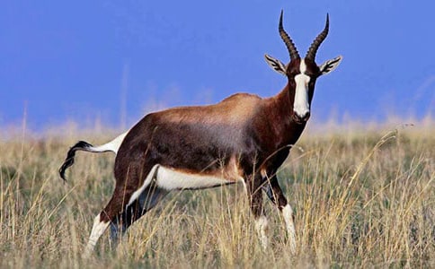 羚羊木雕教学反思