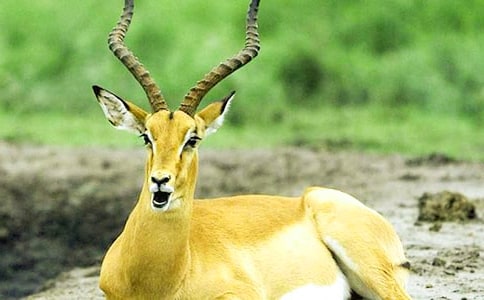 《羚羊木雕》教学反思