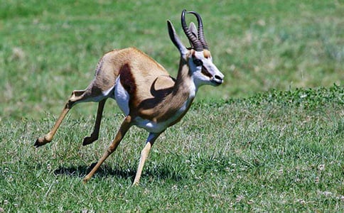 《羚羊木雕》读后感11篇