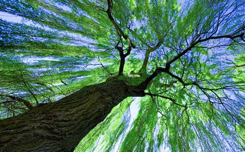 柳树二年级作文集锦九篇