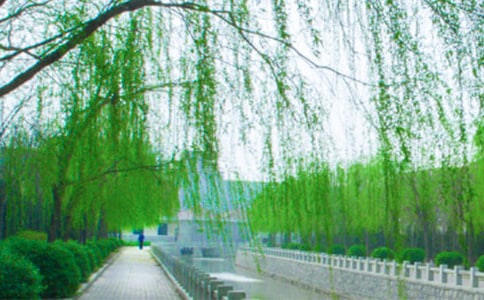 2024年精选形容柳树的句子29句