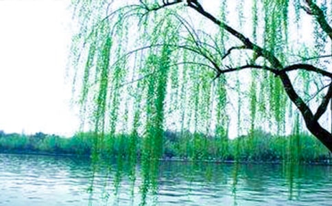 精选柳树二年级作文300字四篇