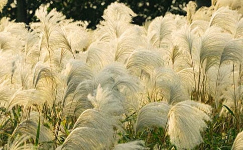 《故乡的芦苇》教学反思