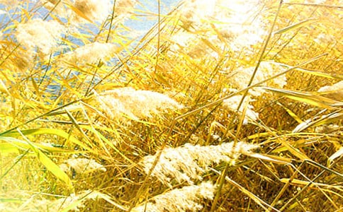 ��д«έ��Ψ������