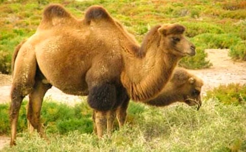 《骆驼和羊》说课稿4篇