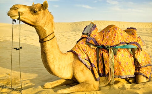 《骆驼和羊》说课稿3篇