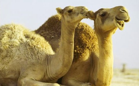 《骆驼和羊》说课稿