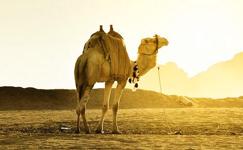 �ټ�Ұ���ն����