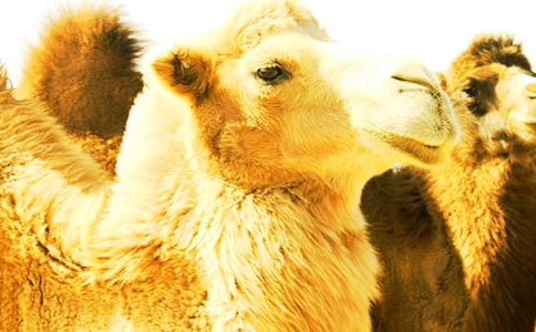 �������Ӷ����(15ƪ)