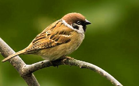 ���꼶����ȸ����ѧ��˼