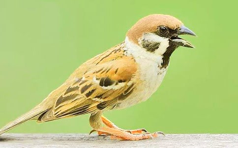 С��ȸСѧ����