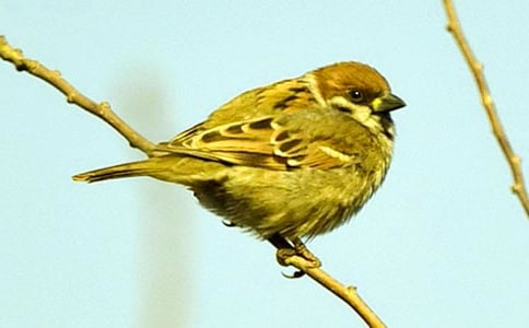 读《麻雀》有感15篇【优选】