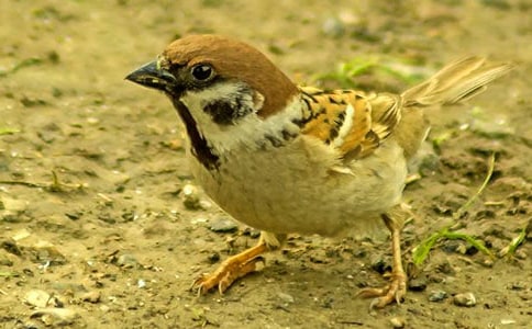 《麻雀》第二课时教学反思