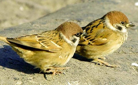 读《麻雀》有感(精选15篇)