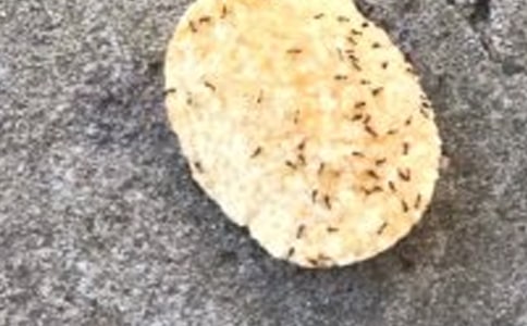 有关三年级蚂蚁作文四篇