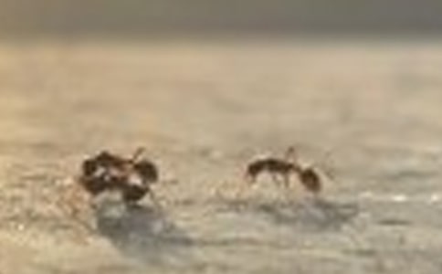 蚂蚁三年级作文合集9篇