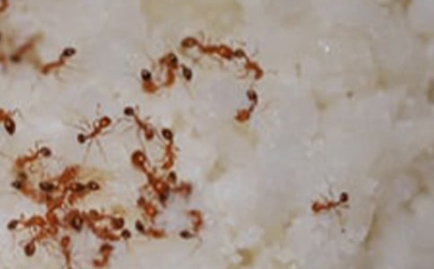 ����Ʒ�����꼶��������4ƪ