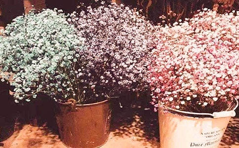 送满天星的祝福语