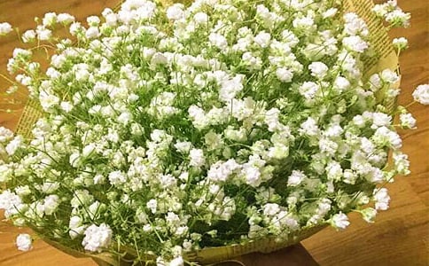 ���������ǵ�Ψ������14ƪ