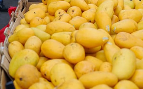 《芒果街上的小屋》读后感