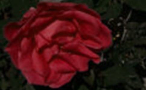 精选玫瑰花三年级作文汇编10篇