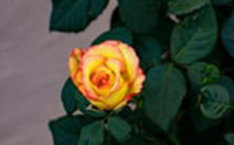 �۲�õ�廨�ռ�