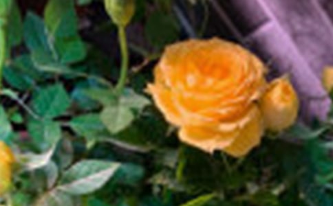 《行走中的玫瑰》读后感