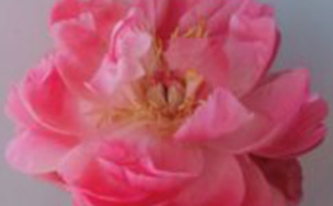 关于红玫瑰的唯美句子