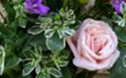 ���ر���õ�廨���꼶���ĺϼ�10ƪ