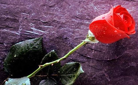 红玫瑰与白玫瑰读后感10篇