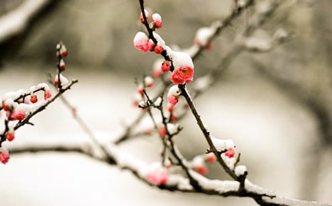 ÷��Сѧ����[��ѡ15ƪ]