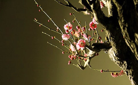 �����ϡ�����÷�����ǵ�Ψ������7ƪ