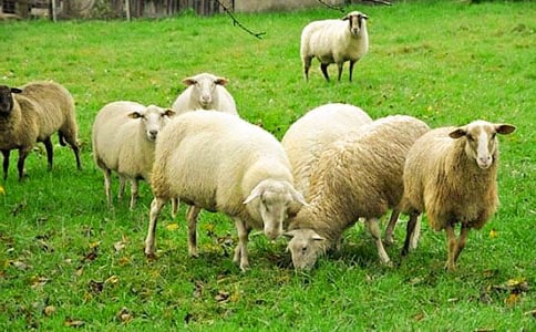 《大灰狼与小绵羊》读后感